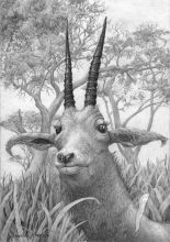 Портрет антилопы